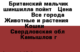 Британский мальчик шиншилла-пойнт › Цена ­ 5 000 - Все города Животные и растения » Кошки   . Свердловская обл.,Камышлов г.